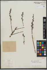 Foto von Salix viminalis L.